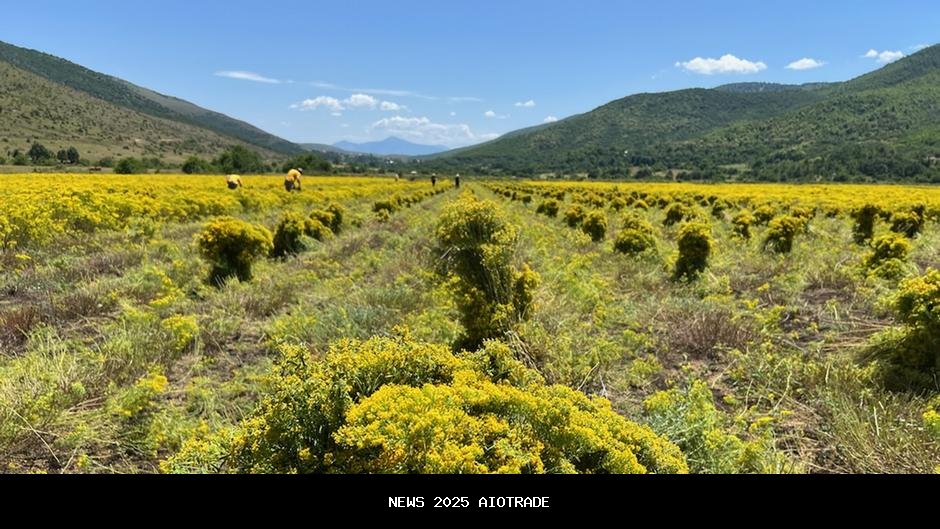 Teknologi Fitoekstraksi: Panen Nikel dari Bunga?