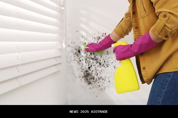 Ahli Bocor: 10 Cara Bersihkan Dinding Basah dan Berjamur Saat Hujan