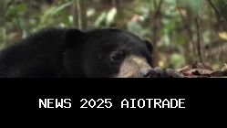 Kasus Beruang Madu Viral, Kritik untuk Bandung Zoo