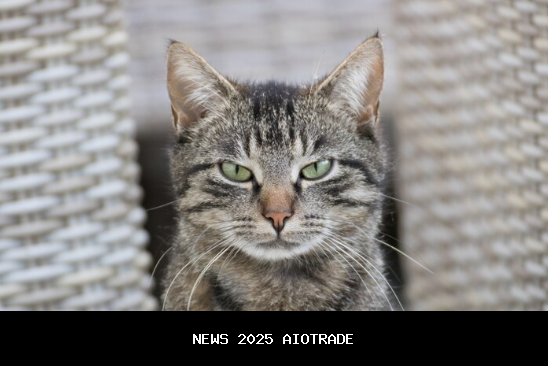 Mengapa Pupil Mata Kucing Berubah Bentuk?