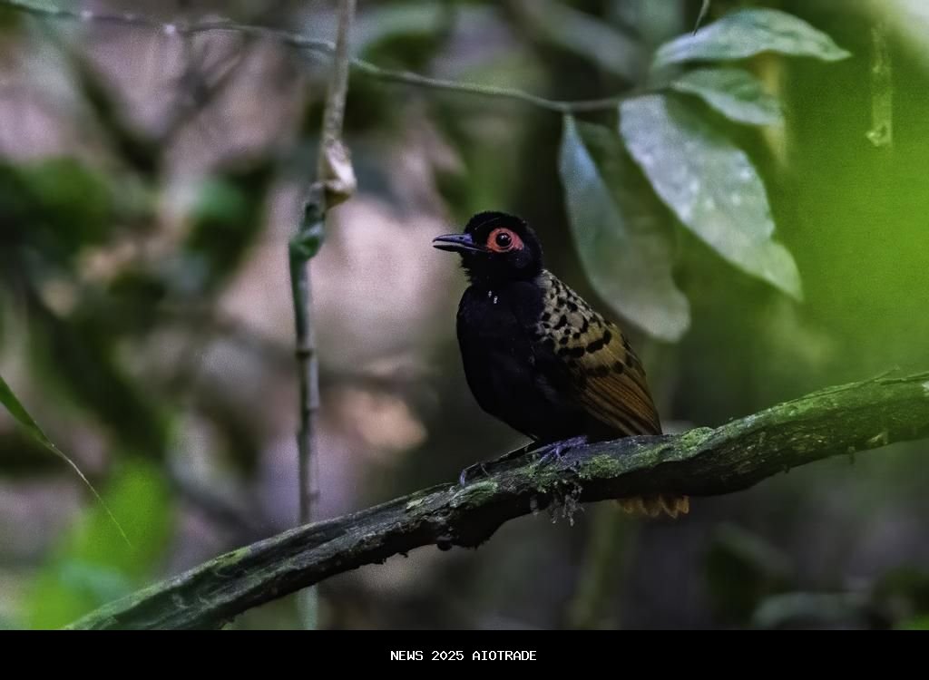 5 Fakta Menarik Phlegopsis nigromaculata, Burung Pengikut Semut Amazon