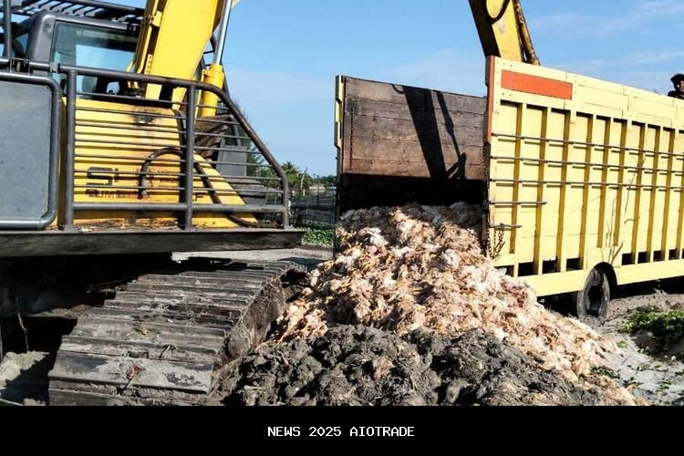 18 Ribu Ayam Warga Aceh Mati Saat Listrik Padam, PLN Tunggu Hasil Investigasi