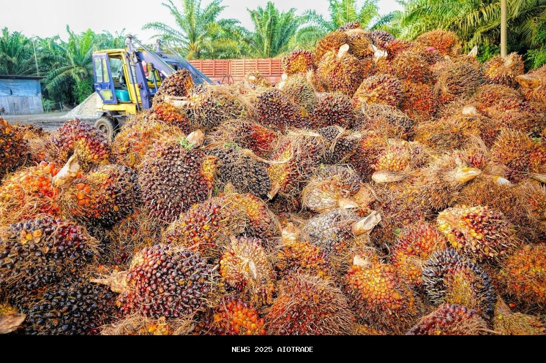 Lima daerah dengan lahan sawit terluas di Indonesia: bukan Sumatera, tapi Kalimantan paling mendomin