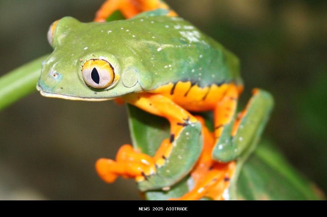 5 Fakta Menarik Katak Daun Indah dari Hutan Hujan Tropis