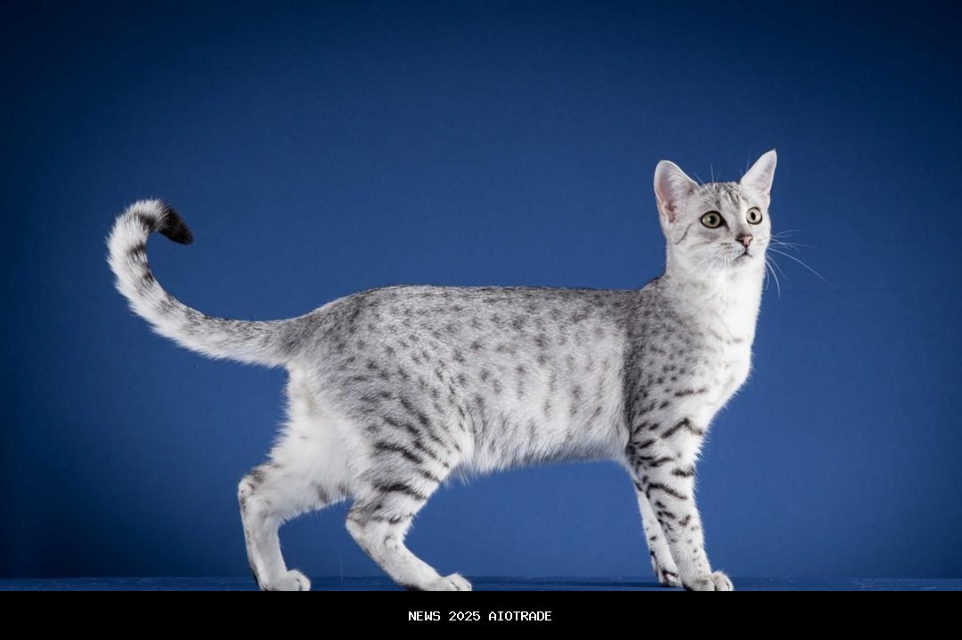 10 Ras Kucing Atletis yang Tak Pernah Tenang di Rumah