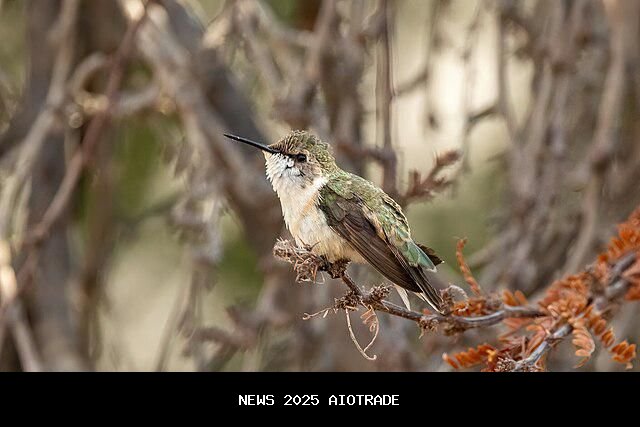 5 Fakta Menarik Burung Chilean Woodstar, Spesies Endemik yang Terancam Punah