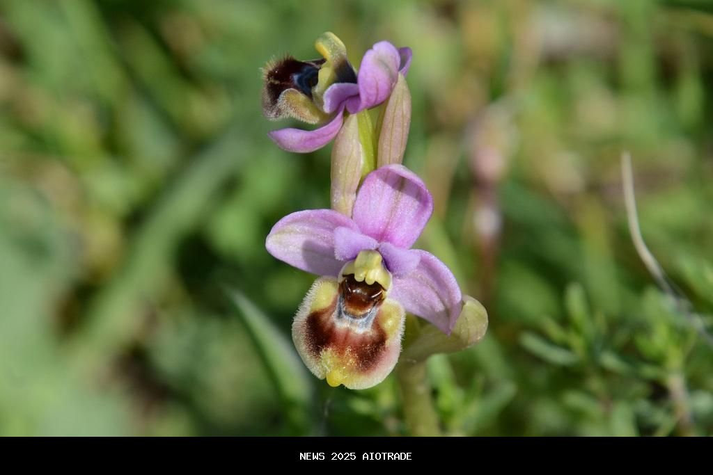 5 Fakta Menarik Ophrys Tenthredinifera, Anggrek Liar dengan Penyerbukan Unik