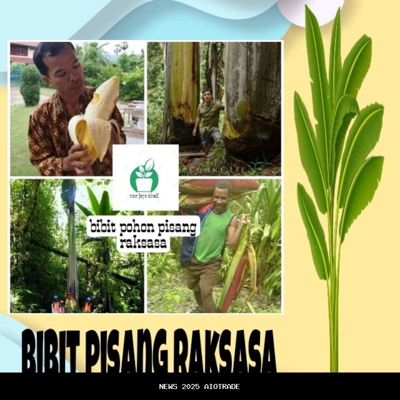 Musa Ingens: Pisang Raksasa Papua Nugini yang Tingginya 21 Meter