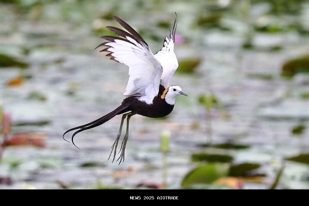 5 Fakta Menarik Hydrophasianus chirurgus, Burung Air Berparuh Panjang