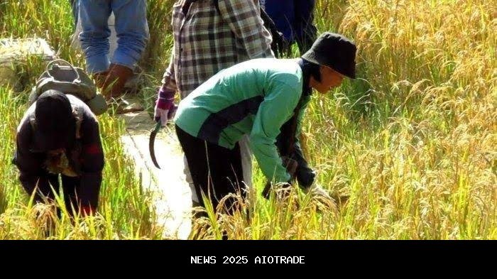 30 Pantun Hari Tani Nasional: Doa dan Harapan untuk 24 September