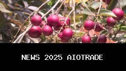 Khasiat Luar Biasa Kelengkeng Merah, Cegah Penuaan Dini