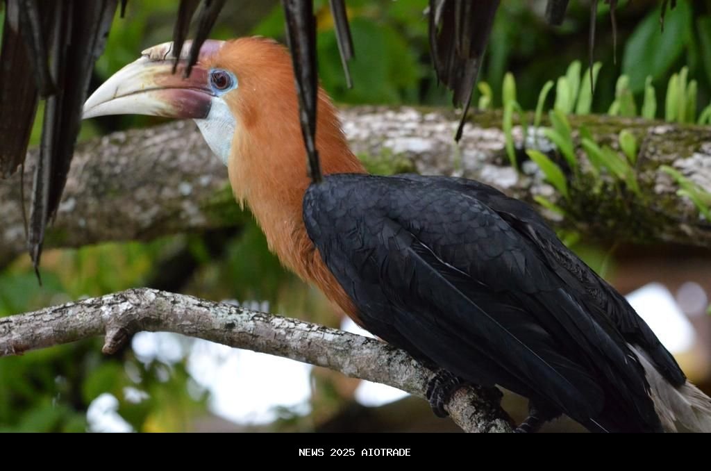 5 Fakta Menarik Rhyticeros plicatus, Burung Penyebar Biji Hutan
