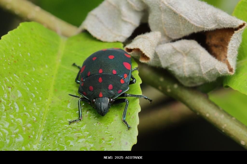5 Fakta Menarik Pachycoris torridus, Kepik Berwarna Unik