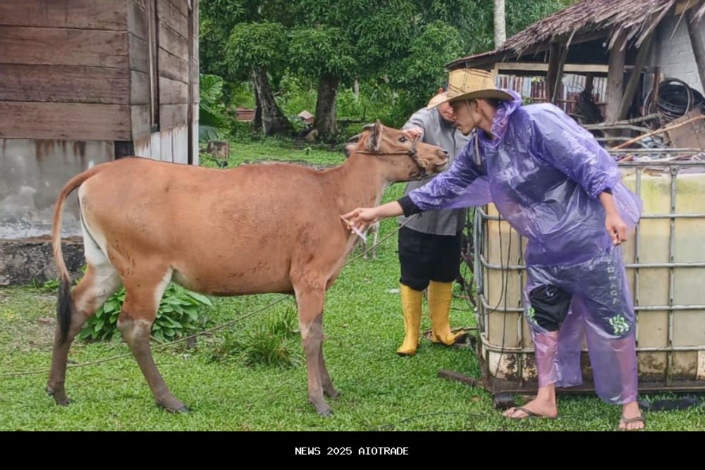 Virus Jembrana Menyerang Sapi Mentawai, 500 Dosis Vaksin Siap Diberikan