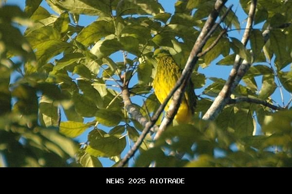 5 Fakta Menarik Burung Walik Emas, Spesies Endemik Pasifik