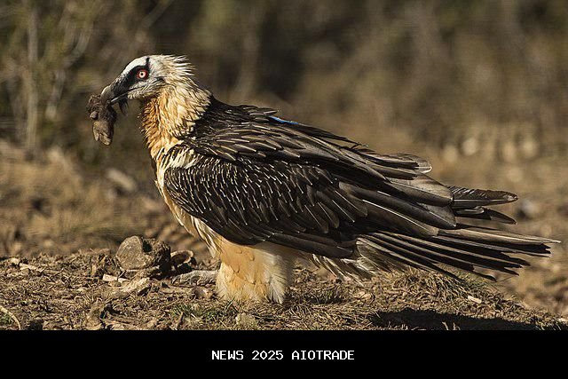5 Fakta Menarik Burung Bearded Vulture, Pemakan Tulang dari Himalaya