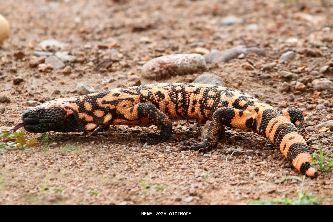 Gila Murah! HP Xiaomi & POCO dengan OIS Stabil Seperti Flagship