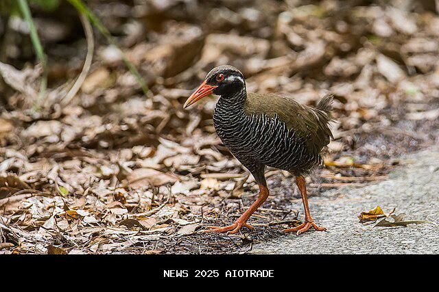 5 Fakta Menarik tentang Kereta Okinawa dan Burung Endemik Jepang yang Terancam Punah