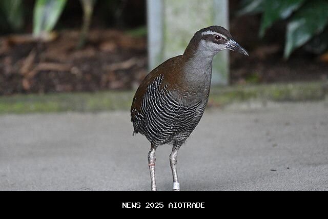 5 Fakta Menarik Guam Rail, Satwa Langka yang Terancam Punah