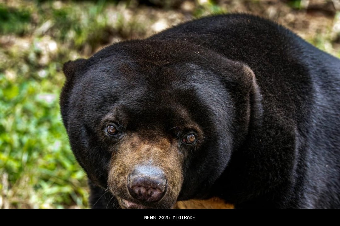 4 Fakta Menarik Beruang Madu, Spesies Beruang Terkecil Dunia