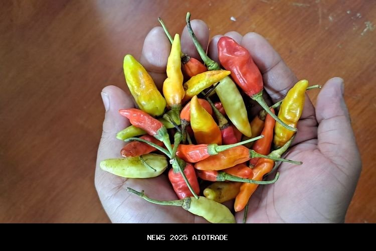 Dua Penyakit Umum Cabai dan Solusinya Menurut Ahli Unsoed