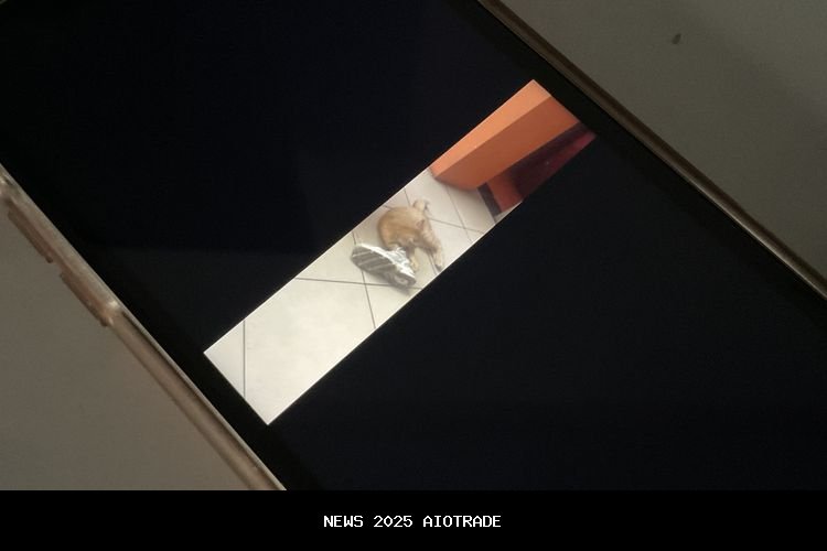 Cara Membuat Reels 5210 x 1080 Viral di Instagram, Cepat dan Mudah