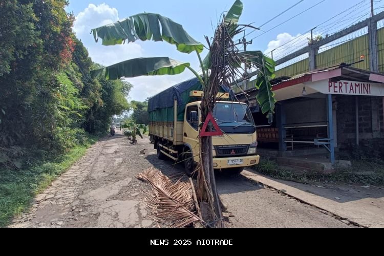 Warga Jalur Wisata Baturraden Protes Jalan Rusak dengan Tanam Pisang