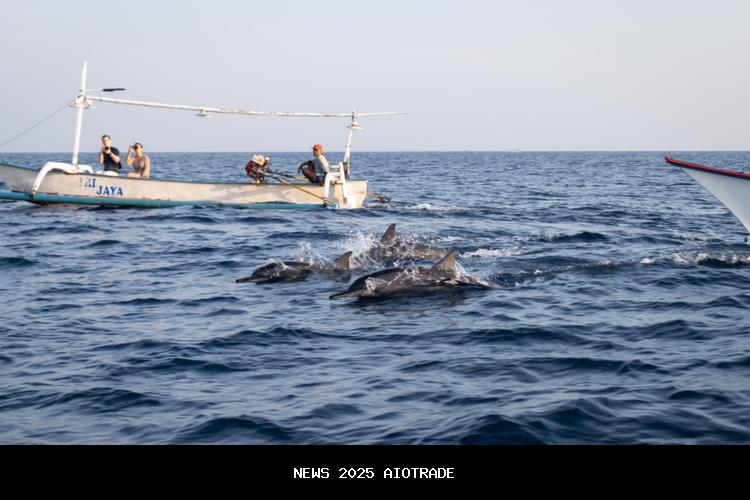 Atraksi Lumba-Lumba di Pantai Lovina, Liburan Alternatif Saat Ramai Bali Selatan