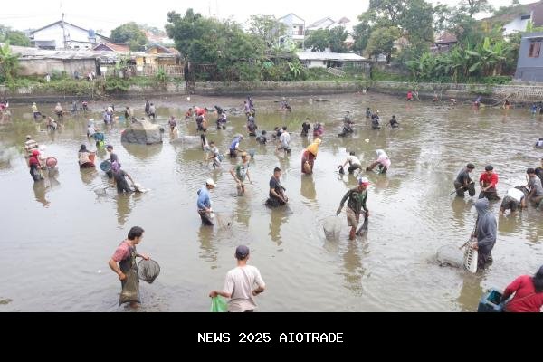 Tradisi Ngobeng Lauk di Situ Cimalongpong, Bupati Kuningan Ikut Tangkap Ikan Bersama Warga