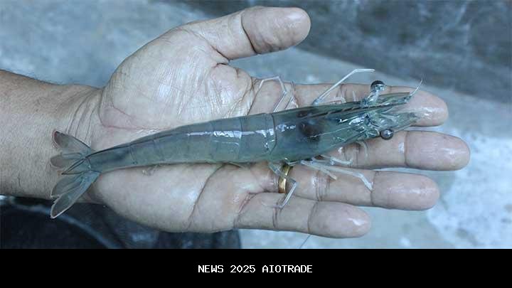 Kontaminasi Radioaktif Besi Tua pada Udang, Pakar ITB Beri Penjelasan