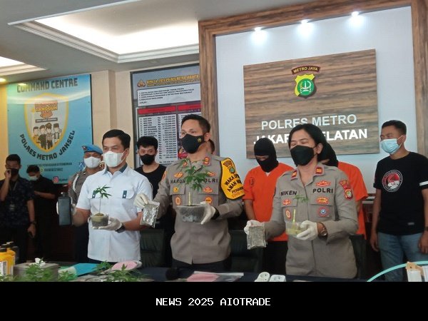 Ratusan Ganja Ditanam di Kontrakan Pemukiman Jombang