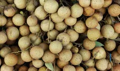 7 Manfaat Kuliner Tutut: Meningkatkan Kecerdasan, Mencegah Anemia, dan Memperkuat Tulang