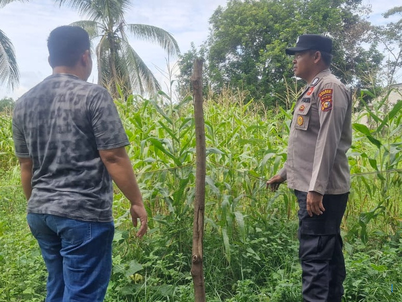 Lahan Tambang Paser Jadi Sentra Jagung, Dukung Ketahanan Pangan Nasional