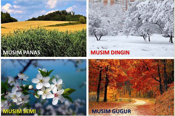 Musim Hujan Datang, Permintaan Pemangkasan Pohon di Gunungkidul Meningkat