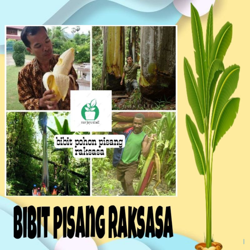 Musa Ingens: Pisang Raksasa Papua Nugini yang Tingginya 21 Meter
