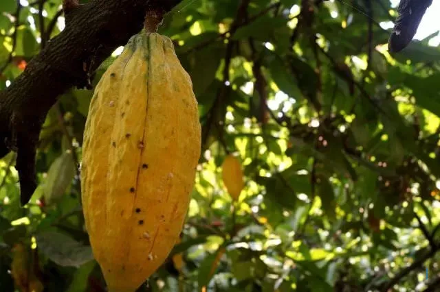 Pemprov Kalteng Dorong Kakao Jadi Komoditas Unggulan