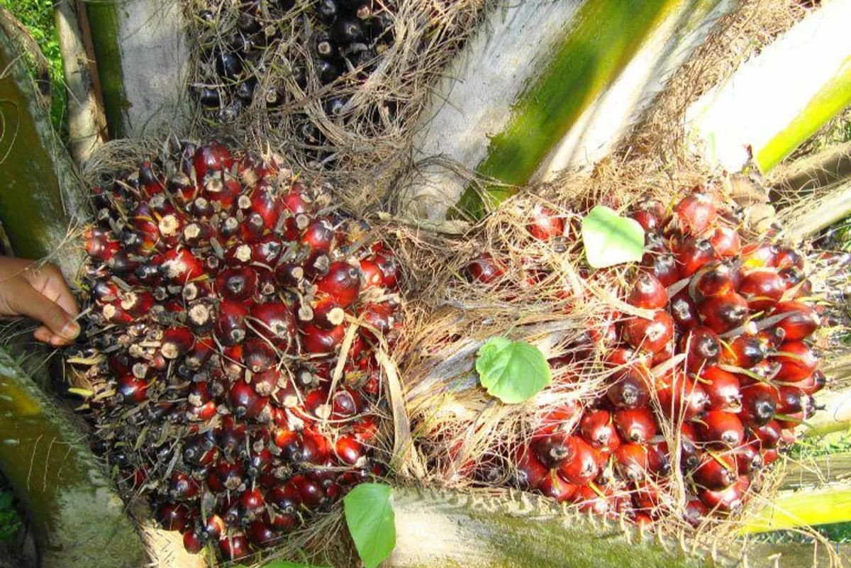 Kemendag: Hampir Semua Produk RI Bebas Tarif ke Eropa, Ini Daftarnya