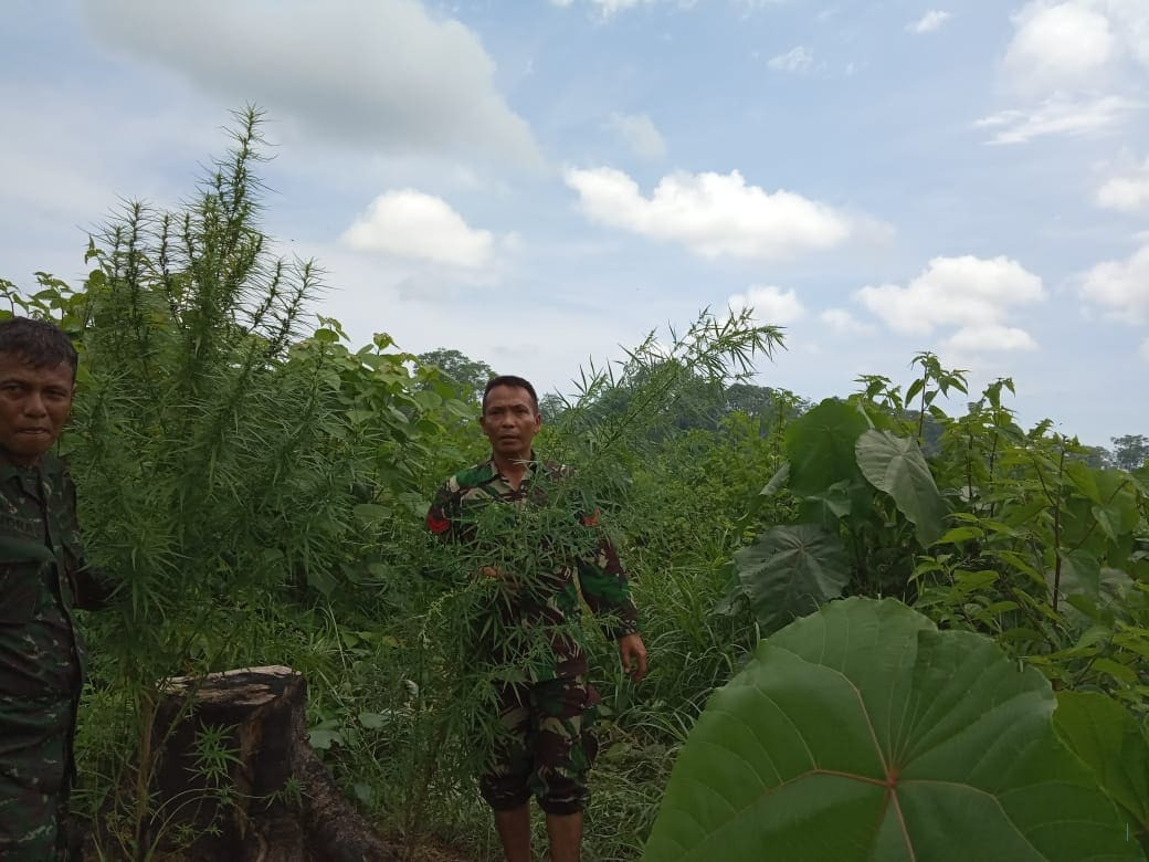 Awalnya Laporan Warga, Kodim 0205/TK Temukan Ladang Ganja di Merek