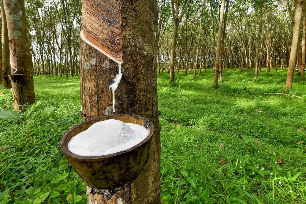 Permintaan Global dan Musim Hujan Tekadikan Ekspor Karet Sumut