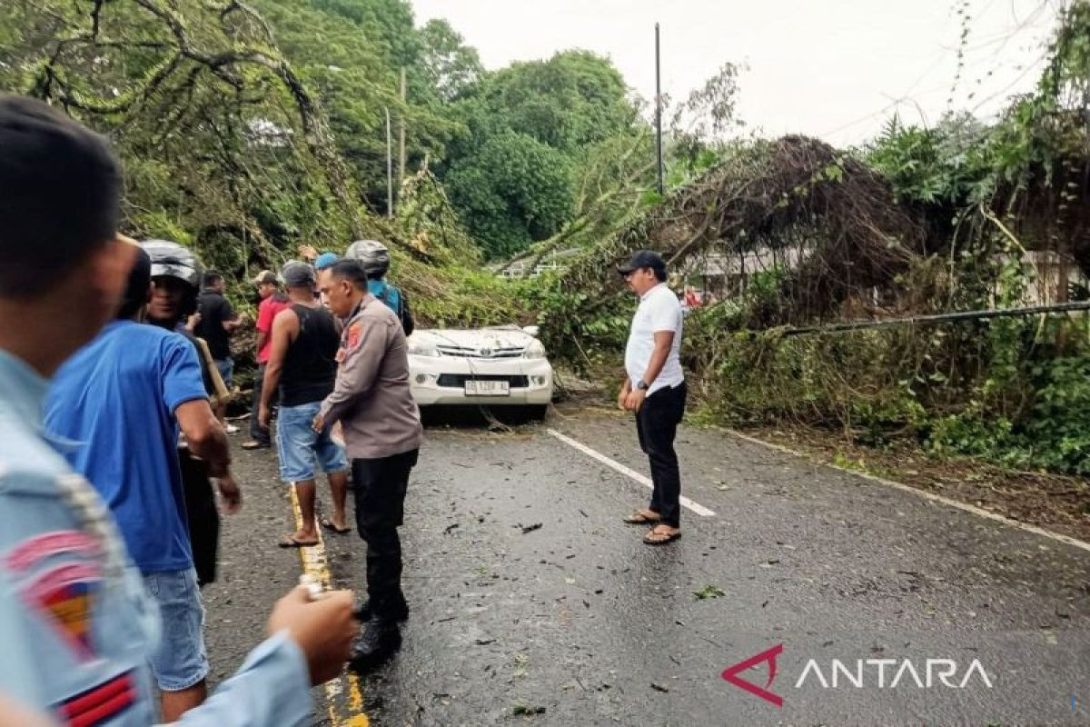 Pengemudi Lexus Tewas Tertimpa Pohon Tumbang