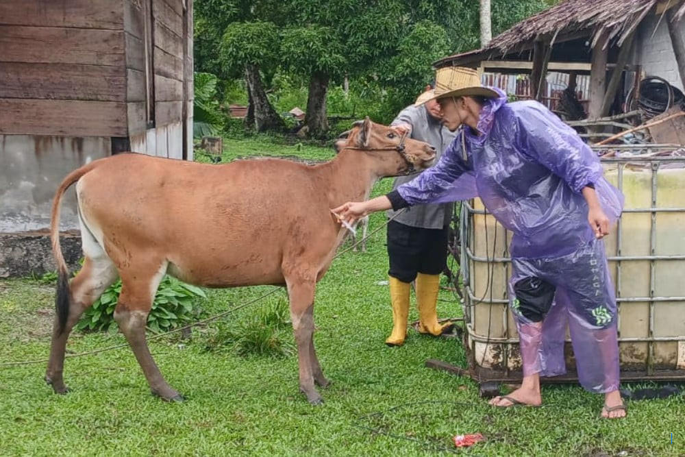 Virus Jembrana Menyerang Sapi Mentawai, 500 Dosis Vaksin Siap Diberikan