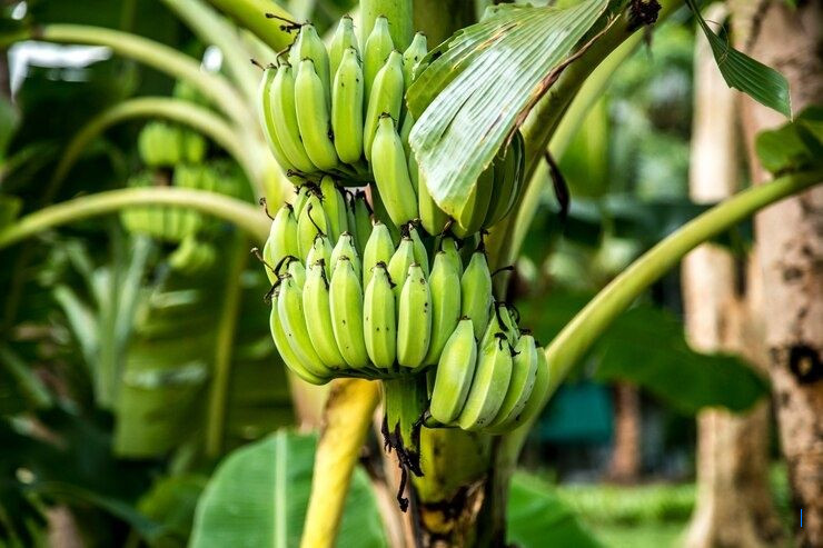 5 Manfaat Akar Pisang yang Menakjubkan dan Kaya Nutrisi