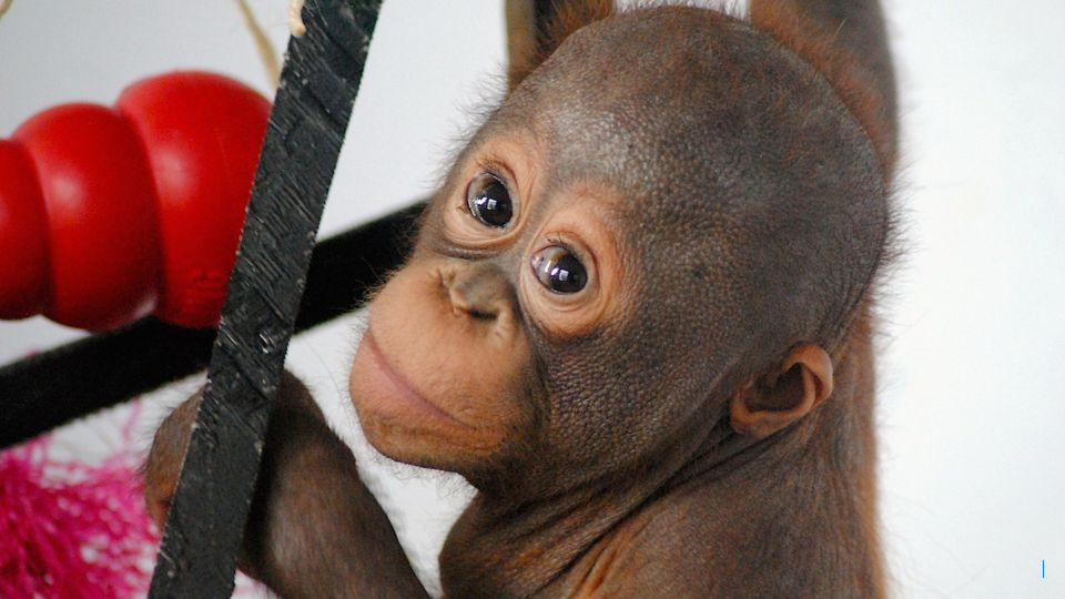 Budi Arie Setiadi Bocorkan Pembicaraan dengan Jokowi di Solo: Dukung Pemerintah