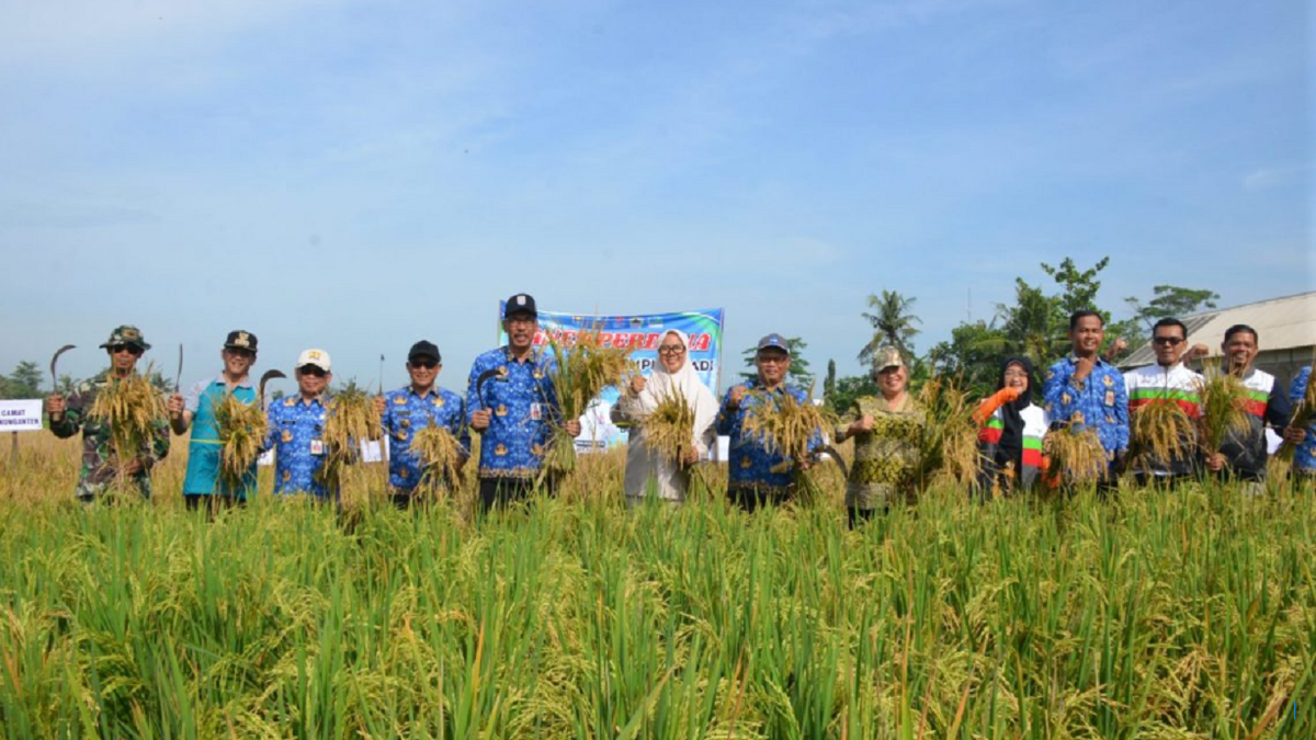 Uji Coba Padi Unggul Biosalin 2 di Lahan Marginal Cilacap