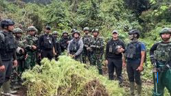 TNI Bongkar Empat Kebun Ganja di Papua