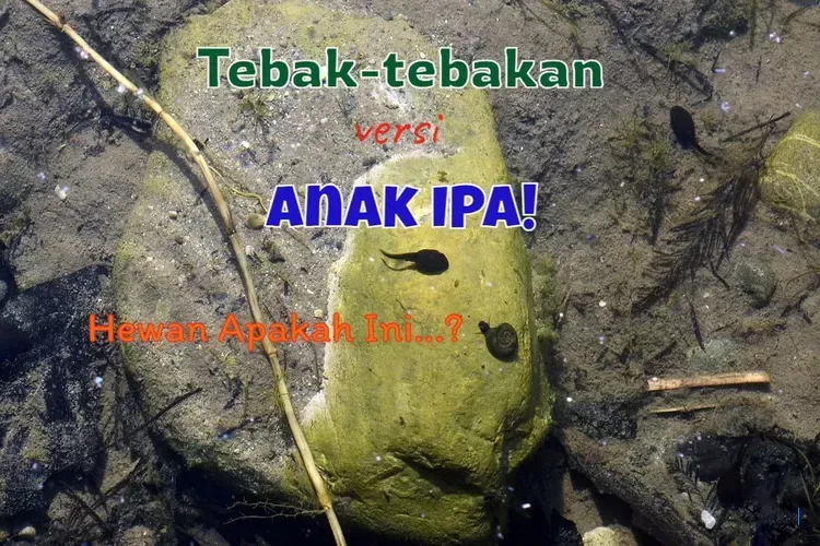 20 Jawaban UTS IPA Kelas 8: Perkembangan Katak Disebut Apa?