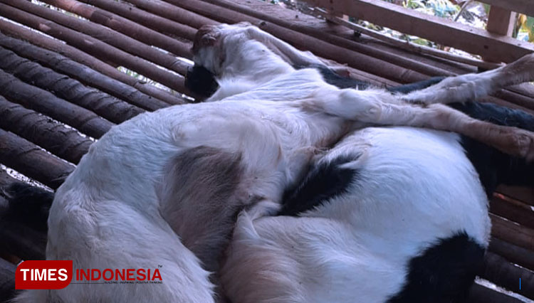Warga Tanggamus Terkejut Kambing Mati Diduga Dimakan Beruang